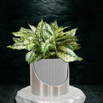 4 - Inch Ribbed Self - Watering Planter: Innovation in Every Drop - Napa Valley Wildflower Co.