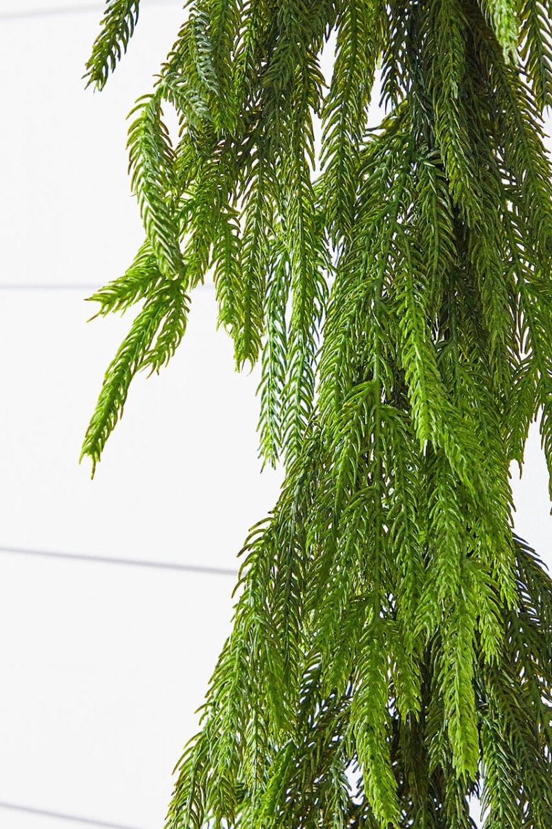 60'' Lush Natural Touch Norfolk Pine Garland - A Christmas Masterpiece - Napa Valley Wildflower Co.