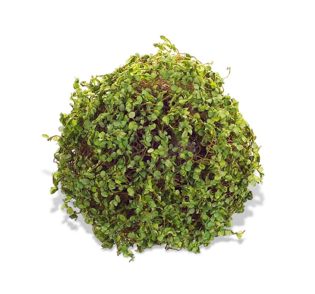 Green Moss Orb Decorative Accent - Napa Valley Wildflower Co.