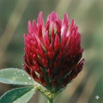 Premium Crimson Clover Cover Crop Seed. A single red Crimson Clover bloom very close up.