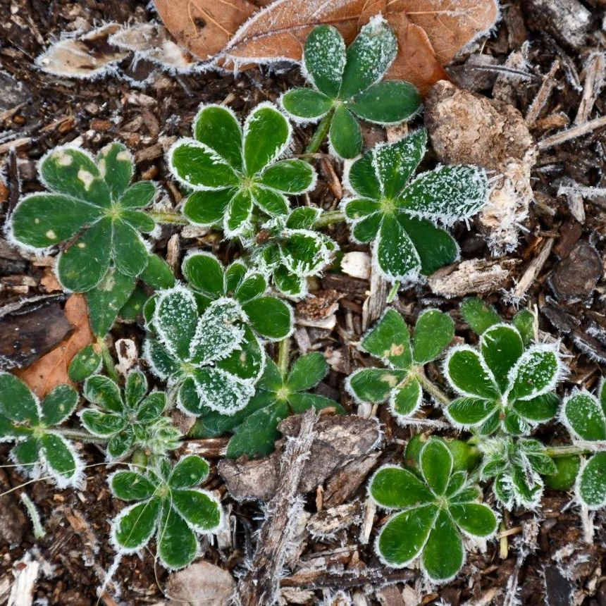 Plant Wildflowers in the Fall: A Nationwide Guide to When, Where & How