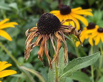 Do Annuals Really Deserve Their Bad Reputation? - Napa Valley Wildflower Co.