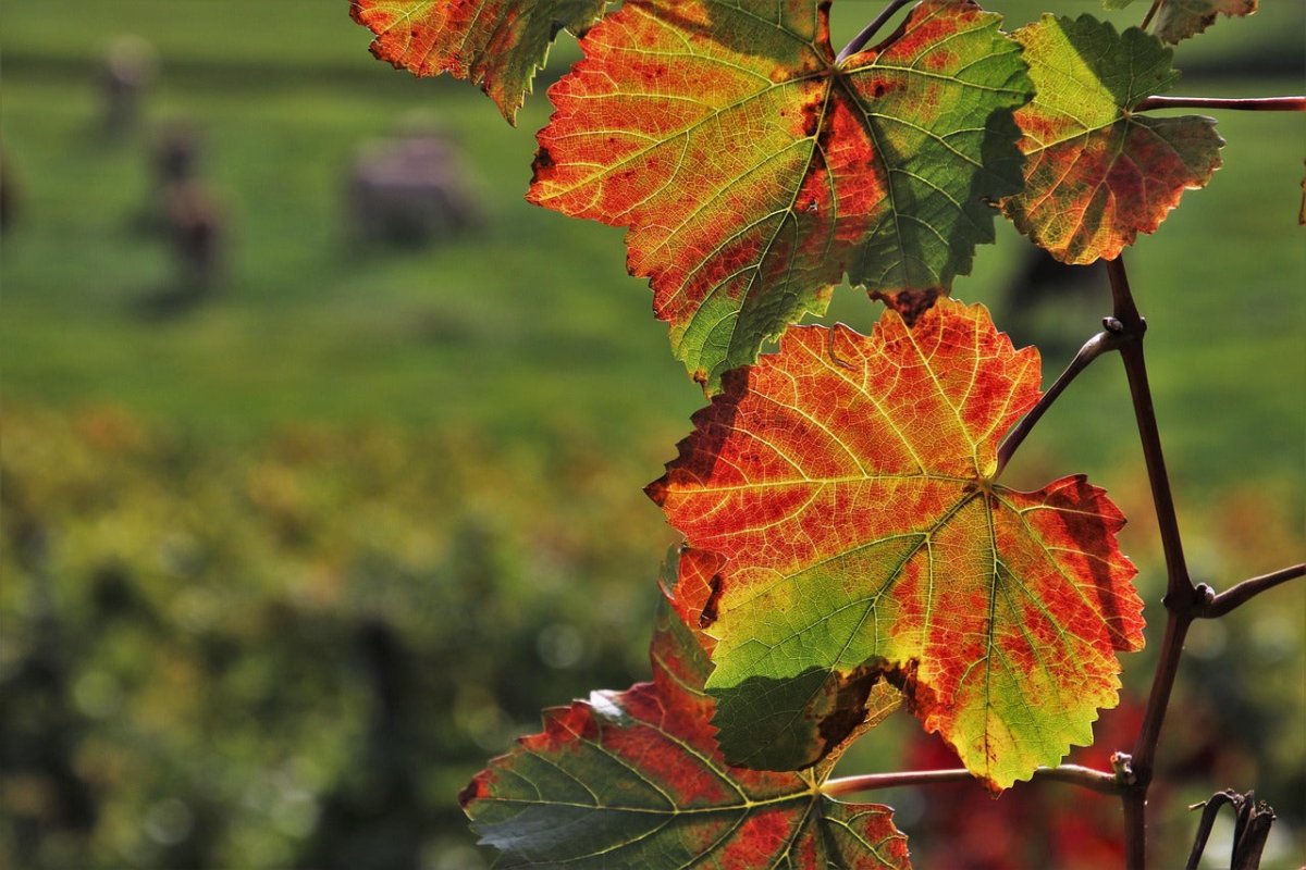 Autumn - Napa Valley Wildflower Co.