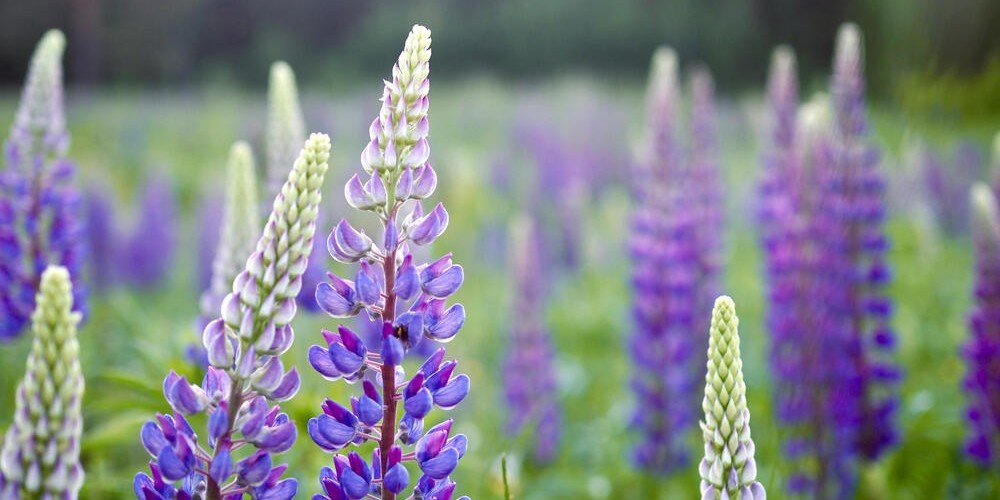 The Wildflower Garden Seed Collection - Napa Valley Wildflower Co.