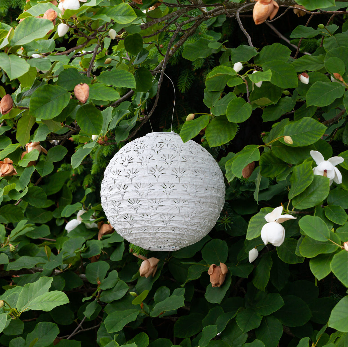 White paper lantern hanging among green leaves and white flowers