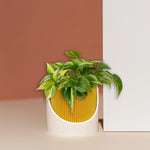4 - Inch Ribbed Self - Watering Planter: Innovation in Every Drop - Napa Valley Wildflower Co.