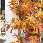 52 Inch Potted Foliage Maple Leaf Faux Tree - Napa Valley Wildflower Co.