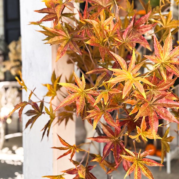 52 Inch Potted Foliage Maple Leaf Faux Tree - Napa Valley Wildflower Co.