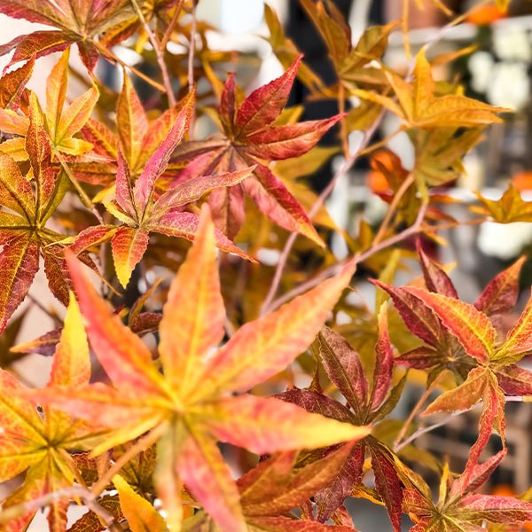 52 Inch Potted Foliage Maple Leaf Faux Tree - Napa Valley Wildflower Co.