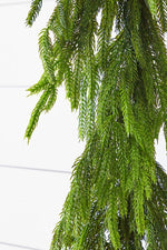 60'' Lush Natural Touch Norfolk Pine Garland - A Christmas Masterpiece - Napa Valley Wildflower Co.