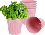 Pink plant pots with green basil leaves on a white background