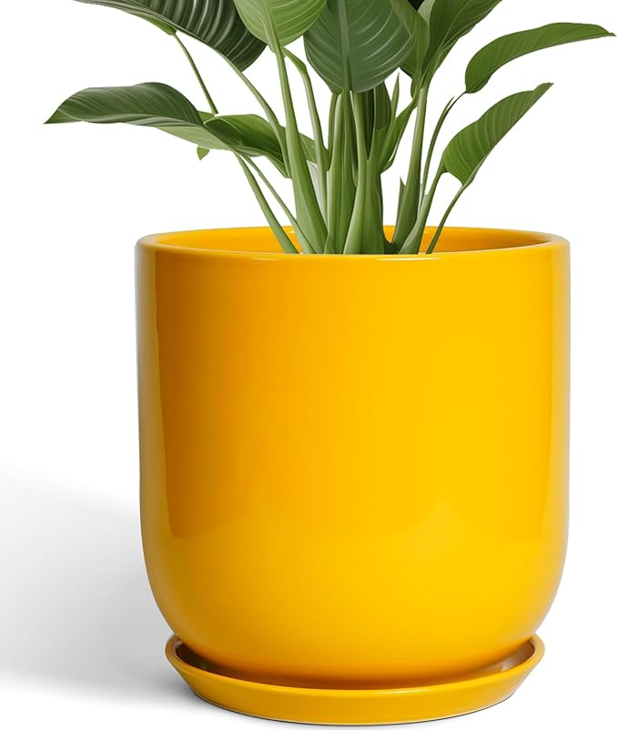 Yellow pot with a green plant on a white background