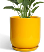 Yellow pot with a green plant on a white background