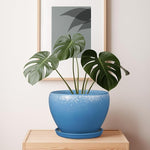 Blue pot with a green plant on a wooden surface against a white wall with a framed picture.