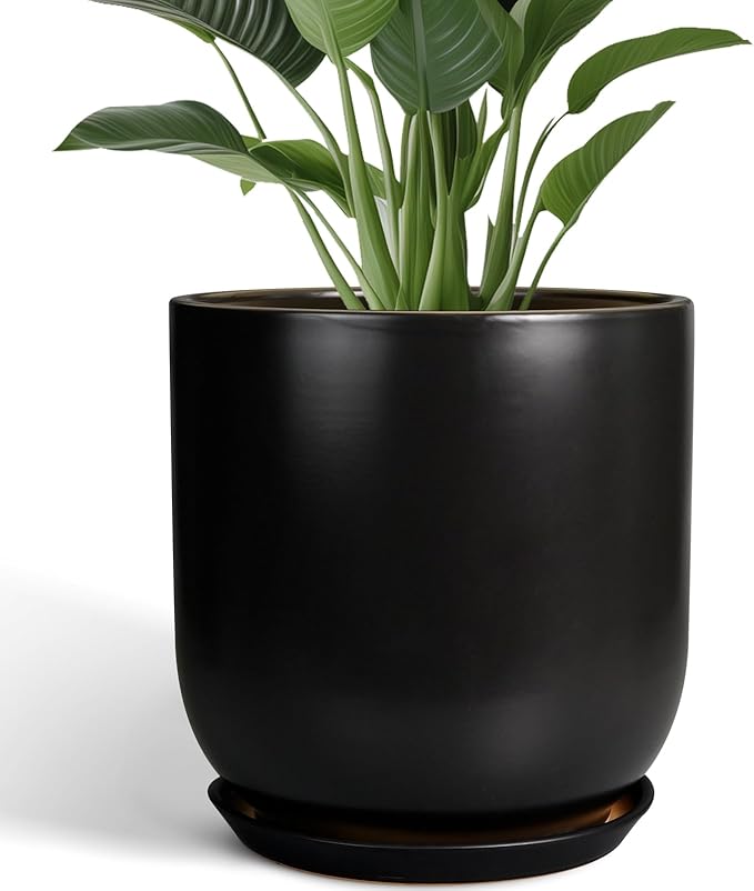 Black pot with green plant on a white background