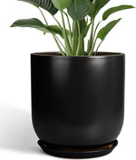 Black pot with green plant on a white background
