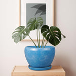 Blue pot with a green plant on a wooden surface, framed artwork in the background.