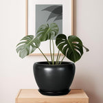 Potted plant on a wooden surface with a framed picture in the background