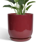Red pot with green plant on a white background