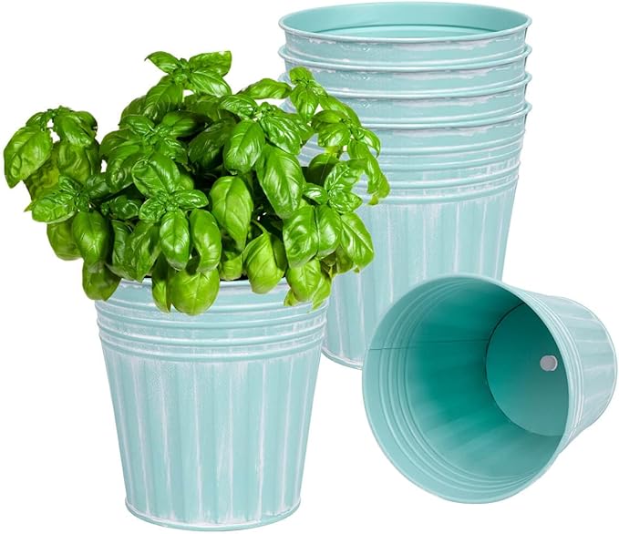 Teal plastic pots with a basil plant on a white background