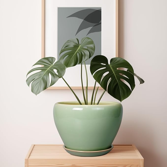 Green potted plant on a wooden surface with a framed picture in the background