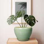 Green potted plant on a wooden surface with a framed picture in the background