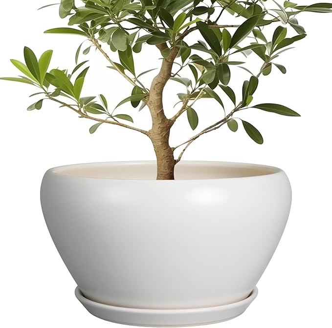 Potted plant with green leaves in a white pot on a white background