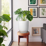 Potted plant on a small wooden stool in a room with framed artwork on the wall.