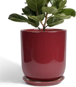 Green potted plant in a red pot on a white background