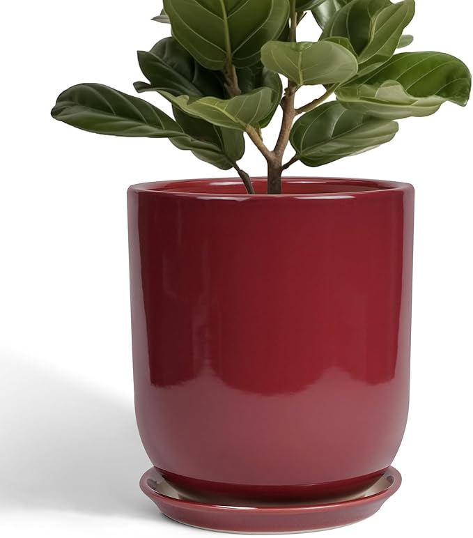 Green potted plant in a red pot on a white background