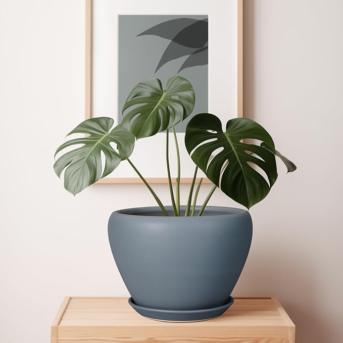 Potted plant on a wooden surface with a framed picture in the background