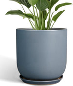 Blue pot with green plant on a white background