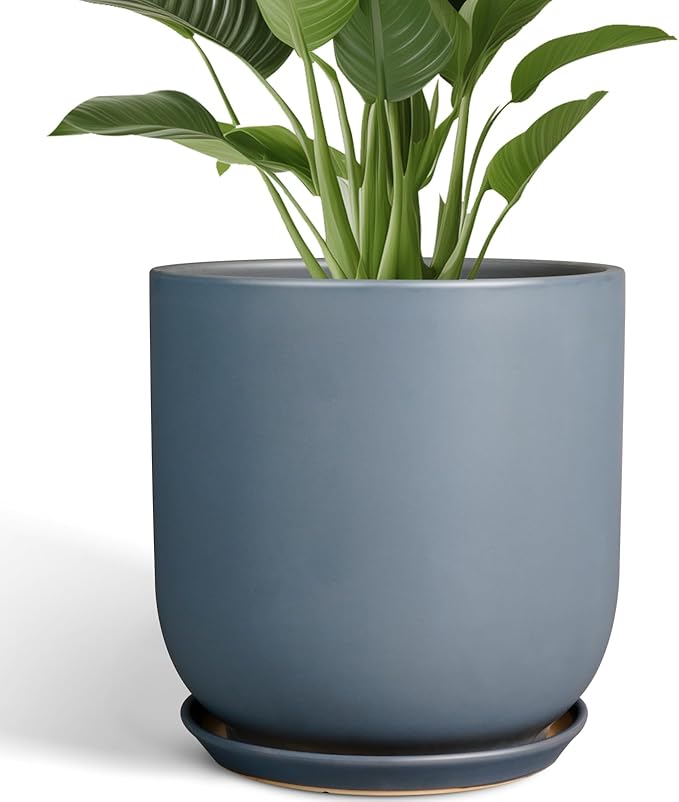 Blue pot with green plant on a white background