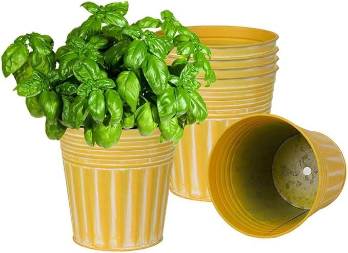 Yellow striped pots with a basil plant on a white background