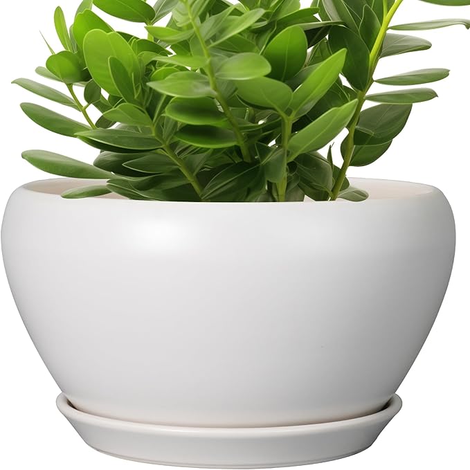 Green potted plant in a white pot on a white background