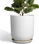 Potted plant with a white pot on a white background