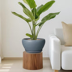 Potted plant on a wooden stool in a living room setting