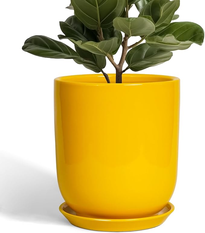 Yellow pot with a green plant on a white background