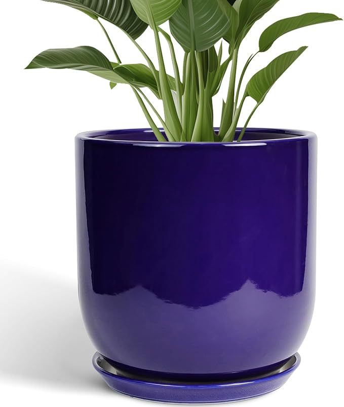 Blue ceramic planter with a green plant on a white background