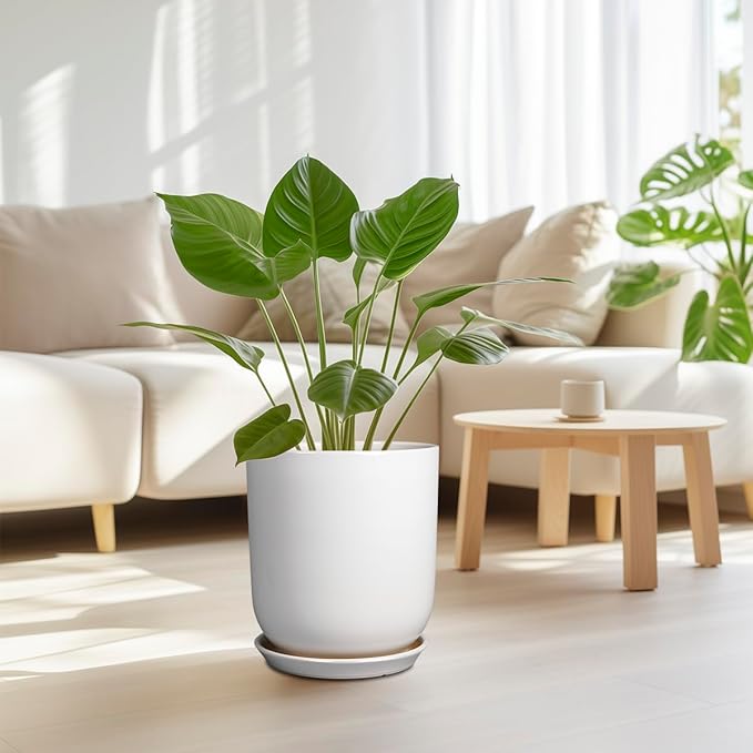 Potted plant in a living room with a white sofa and wooden coffee table.