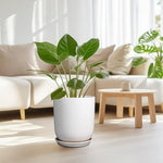 Potted plant in a living room with a white sofa and wooden coffee table.