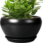 Green potted plant in a black pot on a white background