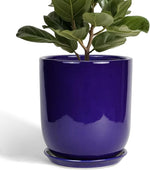 Blue pot with a green plant on a white background