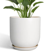 Potted plant in a white pot on a white background