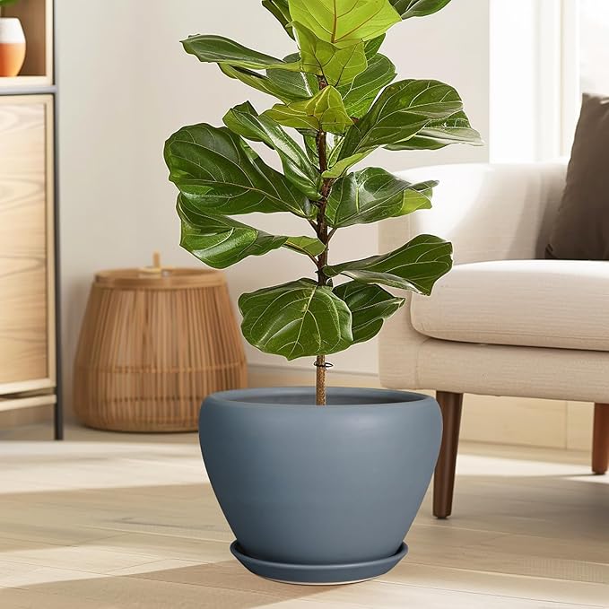 Potted fiddle leaf fig plant in a living room setting