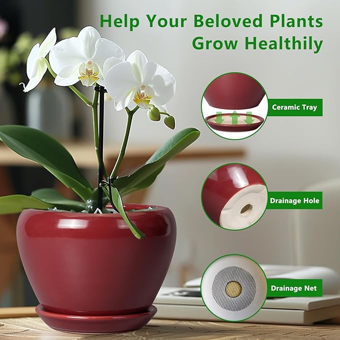 Red pot with white orchid and features of a ceramic tray on a blurred indoor background