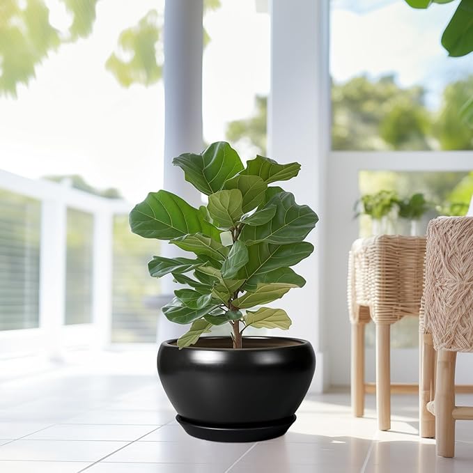 Potted fiddle leaf fig plant in a bright room with large windows.
