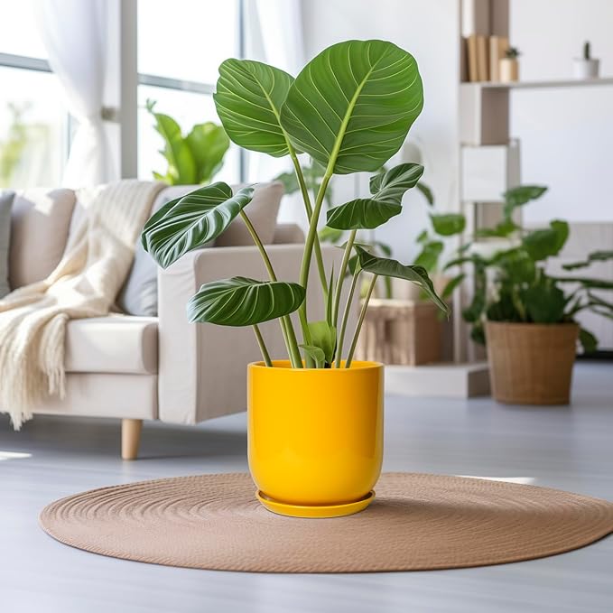 Green potted plant in a yellow pot on a round woven mat in a living room.