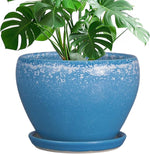 Blue speckled pot with a green plant on a white background