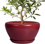 Potted plant in a red pot on a white background